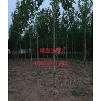 供應(yīng)精品法桐