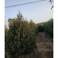 精選白皮松貨源，暢購無憂，好貨價低