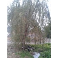 供應(yīng)黃山欒樹，精品欒樹，江蘇黃山欒樹，浙江黃山欒樹