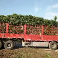 法國冬青基地：江西南昌市哪里有高度50-220公分法國冬青綠籬苗賣