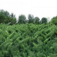 沙地柏80-100cm,叢生5-6分支，2萬(wàn)株