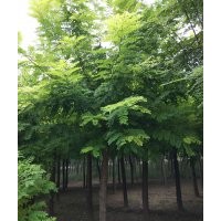 出售平頭刺槐6-8公分