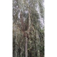 凈地出售米徑12公分，15公分，18公分，20公分垂柳