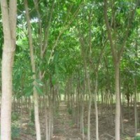 江蘇10公分七葉樹(shù)是多少