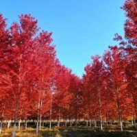 美國紅楓秋火焰8cm-25cm