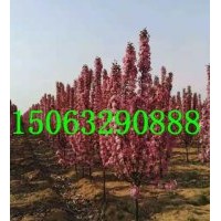 1-10公分北美海棠，絢麗海棠，冬紅海棠，垂絲海棠