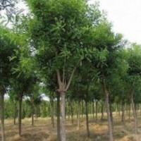 10公分12公分15公分國槐低價出售