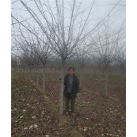 一級櫻花樹報價 一級櫻花樹批發(fā)商