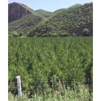 樟子松、油松，2米、2.5米、3米的