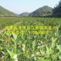 供應(yīng)油茶苗