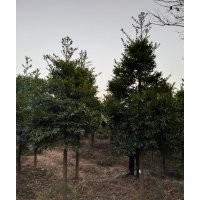 江西竹柏價(jià)格、南昌竹柏基地、江西省南昌市附近哪里有竹柏賣