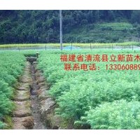 供應(yīng)馬尾松，楓香，木荷，油茶，濕地松，檫樹(shù).杉木苗三代.