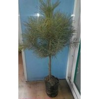 供應(yīng)樟子松杯苗30公分至50高