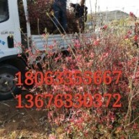 映山紅苗批發(fā)