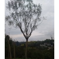 出售藍(lán)花，15公分到22公分的