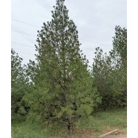 各種白皮松 大小苗