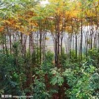 南京18公分黃山欒樹現(xiàn)在15公分黃山欒樹價格