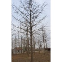 26公分銀杏樹價(jià)格