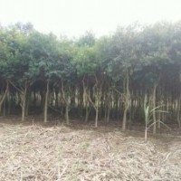 廣西南寧市12-15公分鐵冬青（萬(wàn)紫千紅，紅果冬青，救必應(yīng)）特價(jià)