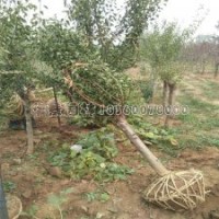 最新2-10公分紅梅價(jià)格表及基地實(shí)拍圖