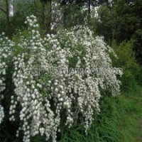 繡球花的批發(fā)價(jià)格是多少？