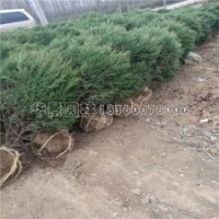 刺柏的市場報(bào)價(jià)是多少