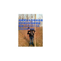 周口精品楸樹8公分研究所