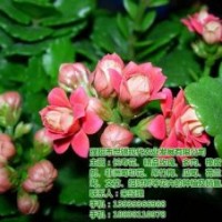 花卉批發(fā)基地_三門(mén)峽花卉_世錦花卉(圖)