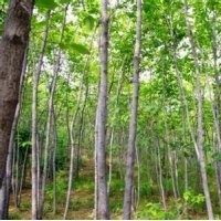 現(xiàn)在杜仲報價15公分杜仲批發(fā)銷售