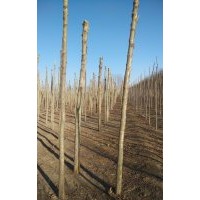 河北法桐 保定法桐 定興縣法桐4-12公分