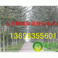 毛白楊價(jià)格