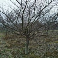 江蘇基地3公分紅楓的價格，現貨直銷