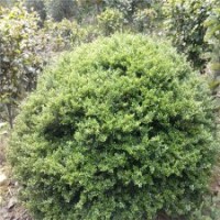 冠幅100公分龜甲冬青球，現(xiàn)價80元