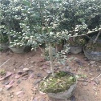 高60公分龜甲冬青苗的批發(fā)價格