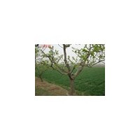 3公分山楂樹出售