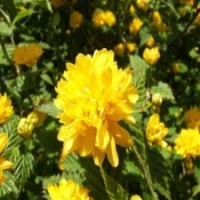 30公分的棣棠_裝車價0.75元_江蘇貨源