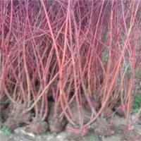 80公分高紅瑞木的批發(fā)價格_江蘇貨源