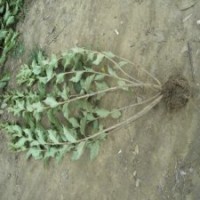 70公分高紅王子錦帶花的批發(fā)價格