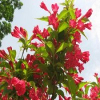 50公分高紅王子錦帶花的批發(fā)價格