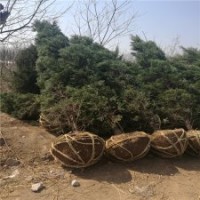 塔柏產(chǎn)地_塔柏報(bào)價(jià)_塔柏的繁殖技術(shù)