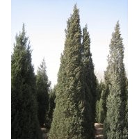 鉛筆柏基地鉛筆柏的裝車價(jià)格