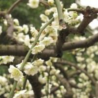 基地7公分綠梅花的價格是160元，一手貨源