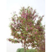 供應(yīng)3-10公分香花槐價(jià)格