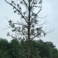 馬褂木20公分出售