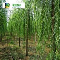 河北垂柳-垂柳產(chǎn)地-垂柳報價