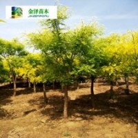 河北金枝槐金枝槐批發(fā)高桿金枝槐