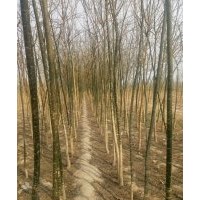 供應(yīng)速生，原生國槐