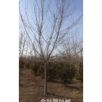 金葉復葉槭 金葉榆 火炬