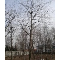 皂角 蒙古櫟 暴馬丁香 黃菠蘿