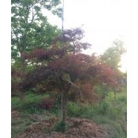 供應(yīng)精品雞爪槭紅楓海棠紅葉李桂花紅梅香樟紫薇